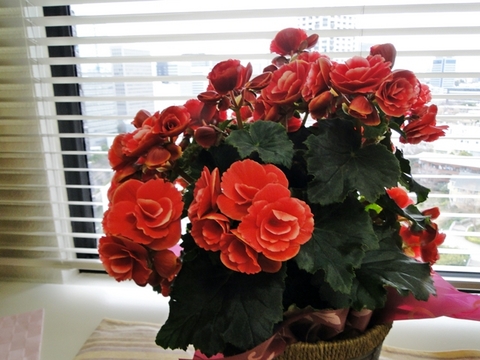 「リーガースベゴニア　ボリアスダーク」 